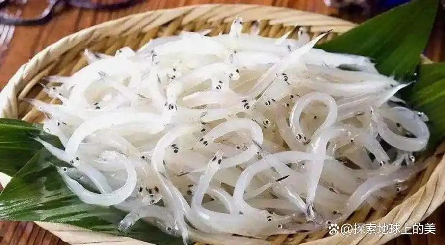 太湖银鱼